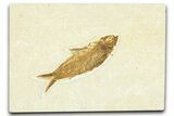 Detailed Fossil Fish (Knightia) - Wyoming #367440-1